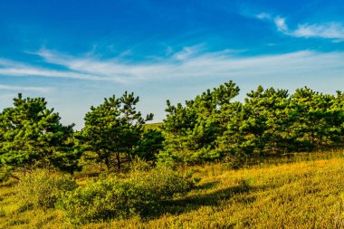 Anne bizi kum tepeleri ve çim Provincelands Cape Cod.