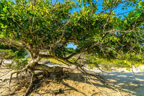 Sanddünen und Gras der Provinzen Kap Kabeljau ma uns. — Stockfoto