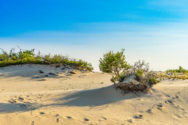 Anne bizi kum tepeleri ve çim Provincelands Cape Cod