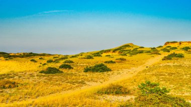 Anne bizi kum tepeleri ve çim Provincelands Cape Cod