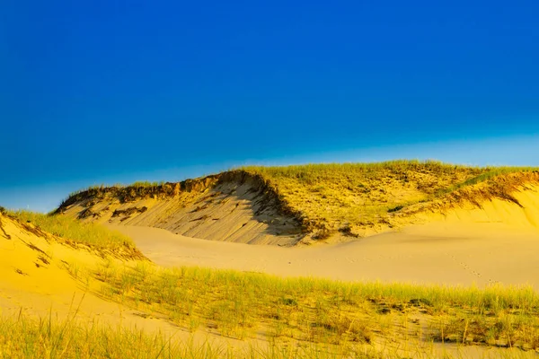 Wydmy Trawy Provincelands Cape Cod Nam — Zdjęcie stockowe