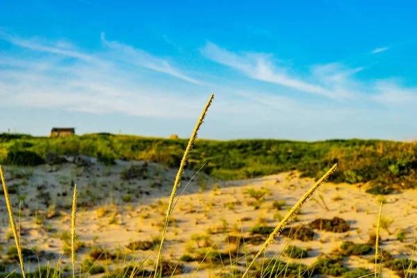 Wydmy Trawy Provincelands Cape Cod Nam — Zdjęcie stockowe