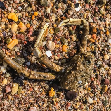 Çakıl taşları üzerinde ölü yengeç bize plaj
