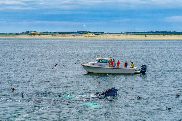 Provincetown, Cape Cod, Massachusetts, US - August 15 2017 Boat, his crew and whale