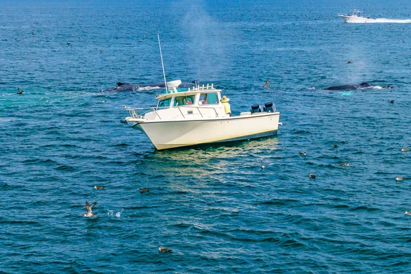 Човен Кит Массачусетс Cape Cod Нас — стокове фото