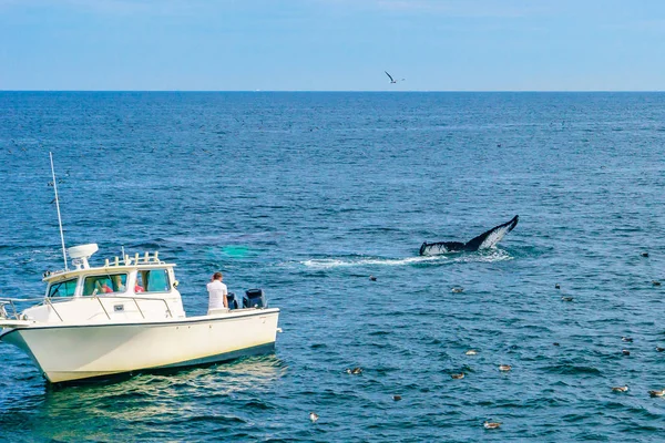 Човен і спостереження за китами, Кейп-код, штат Массачусетс, США — стокове фото