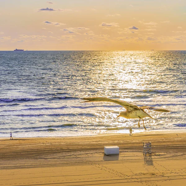 Virginia Beach soluppgång gull Virginia Beach, Virginia Usa. — Stockfoto
