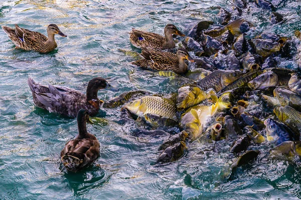 Hel Del Utfodring Sötvattensfisk Dammar Kokande Vatten Och Ankor — Stockfoto