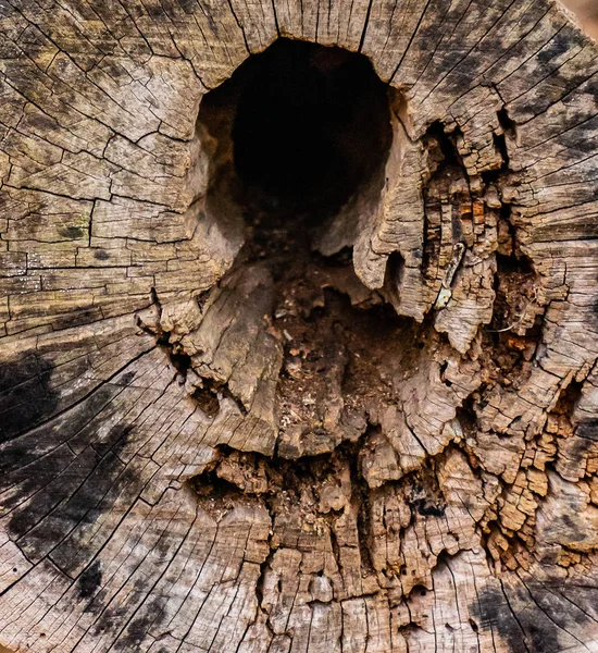 Ein Schnitt Des Baumes Wie Backround Oder Textur — Stockfoto