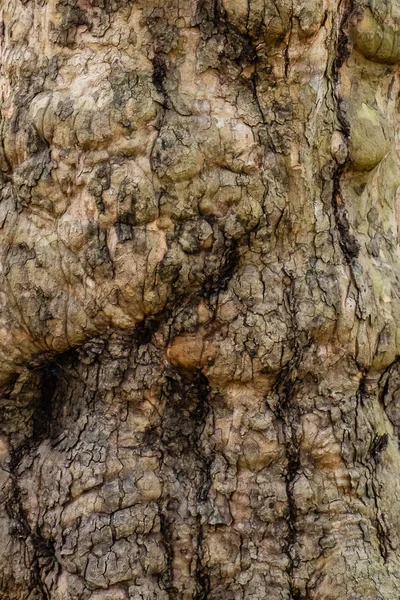 Corteza Del Árbol Como Fondo Textura —  Fotos de Stock