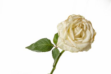 Solan beyaz gül beyaz arka plan üzerinde izole.