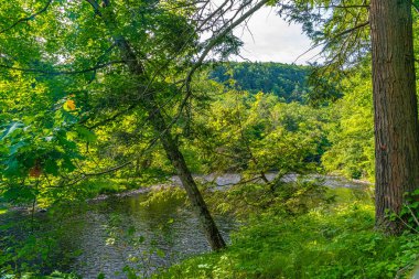 Guymard Turnpike yakınlarındaki Neversink Nehri'nin bir parçası, Catskills Delaware Nehri Benzersiz Alanı kolu, Ny.