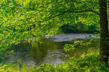 Guymard Turnpike yakınlarındaki Neversink Nehri'nin bir parçası, Catskills Delaware Nehri Benzersiz Alanı kolu, Ny.