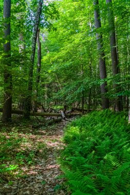 Ölü eski ağaç Neversink Nehri, Delaware Nehri ve Guymard Turnpike, Catskills Benzersiz Alan kolu arasındaki vahşi ormanda yatıyor.