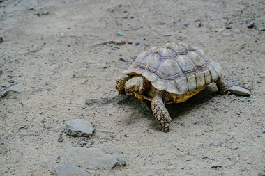 Kaplumbağa taşlarla kumüzerinde sürünen.
