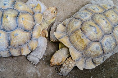 Birbirlerinin karşısında duran iki büyük kaplumbağa.