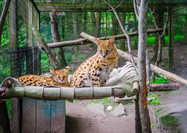 Dua serval berbaring di tempat tidur di taman . — Stok Foto