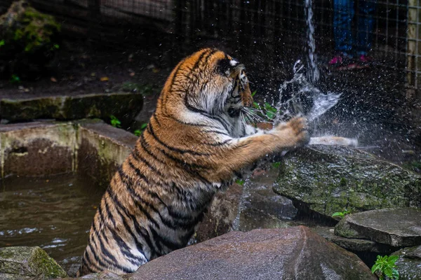 Tiger playing with water from a hose in the park. — Stock Photo, Image