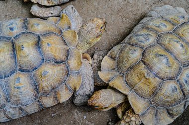 Birbirlerinin karşısında duran iki büyük kaplumbağa.