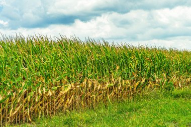 Lancaster, Pa Us Amish ülke çiftlik ahır tarla tarım