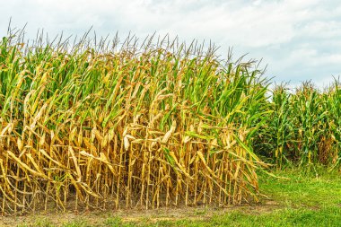 Lancaster, Pa Us Amish ülke çiftlik ahır tarla tarım