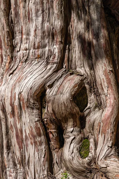 Tronco Árbol Envejecido Texturizado Fondo —  Fotos de Stock