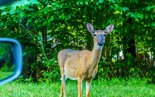 Ormanda geyik, Pocono Dağları, Pennsylvania