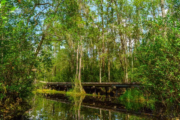 Wooden path through forest woods of Okefenokee Swamp Park in Georgia