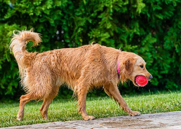 A Golden Retriever Plays With A Red Ball Near A Pool On The Grass On A Hot Sunny Day In New Jersey Usa Stock Images Page Everypixel