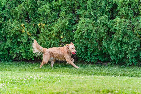 Golden Retriever Joga Com Uma Bola Vermelha Perto Uma Piscina — Fotografia de Stock