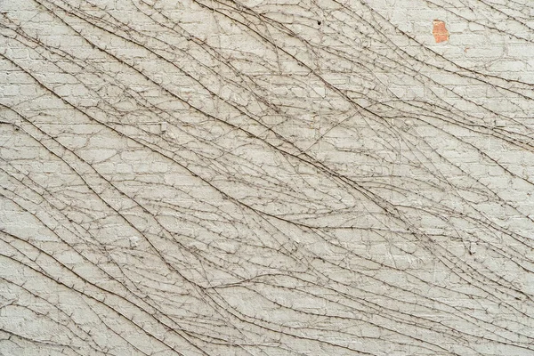 Loach Com Folhas Caídas Uma Parede Leve Textura Abstrata Fundo — Fotografia de Stock