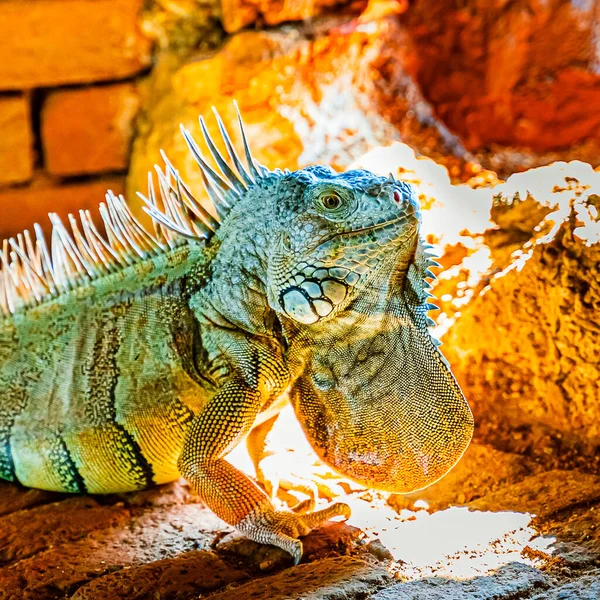 Iguana iguana verde, também conhecida como a iguana americana na brecha de um forte antigo, o ponto mais ao sul dos EUA, Key West — Fotografia de Stock