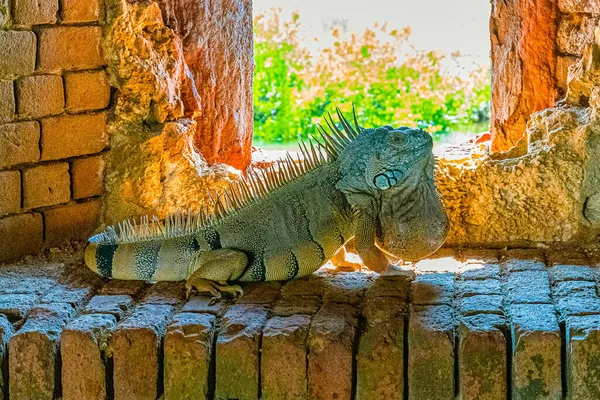 Iguana verde, también conocida como la iguana americana en la escapatoria de un antiguo fuerte, el punto más meridional de los Estados Unidos, Key West — Foto de Stock