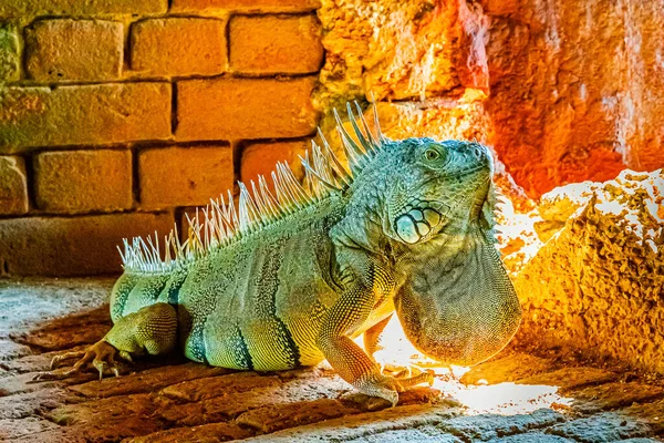 Iguana iguana verde, também conhecida como a iguana americana na brecha de um forte antigo, o ponto mais ao sul dos EUA, Key West — Fotografia de Stock