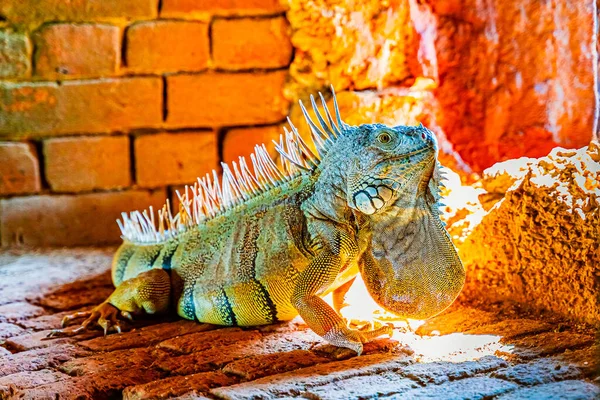 Iguana verde, también conocida como la iguana americana en la escapatoria de un antiguo fuerte, el punto más meridional de los Estados Unidos, Key West — Foto de Stock