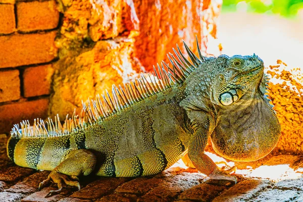 Iguana verde, también conocida como la iguana americana en la escapatoria de un antiguo fuerte, el punto más meridional de los Estados Unidos, Key West — Foto de Stock