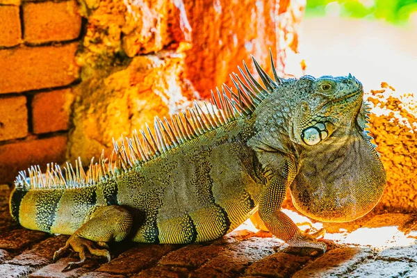 Iguana iguana verde, também conhecida como a iguana americana na brecha de um forte antigo, o ponto mais ao sul dos EUA, Key West — Fotografia de Stock