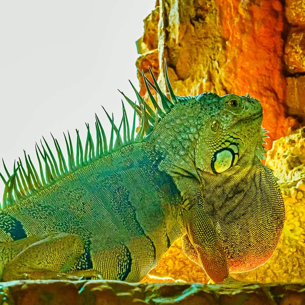 Iguana iguana verde, também conhecida como a iguana americana na brecha de um forte antigo, o ponto mais ao sul dos EUA, Key West — Fotografia de Stock