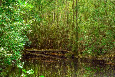 Güney Georgia, Okefenokee Bataklık Parkı 'ndaki orman bataklığı.