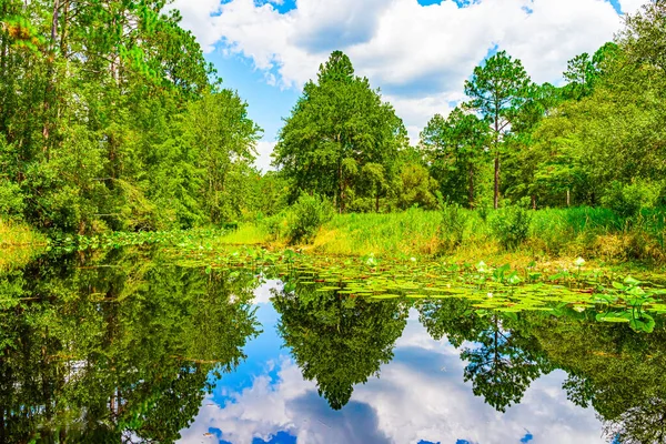 Güney Georgia, Okefenokee Bataklık Parkı 'ndaki orman bataklığı.