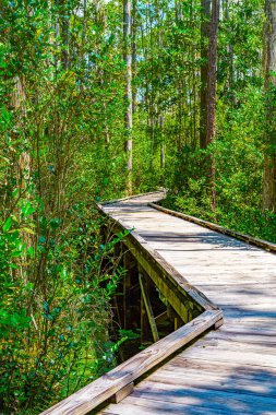 Georgia 'daki Okefenokee Bataklık Parkı' nın ormanlık alanından geçen tahta yol.