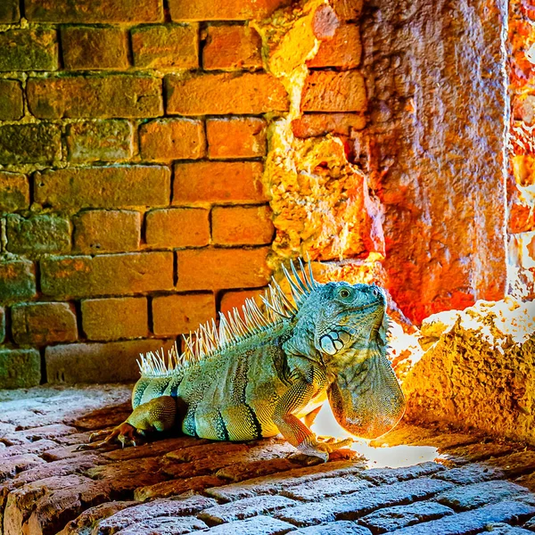 Iguana Verde También Conocida Como Iguana Americana Escapatoria Antiguo Fuerte — Foto de Stock