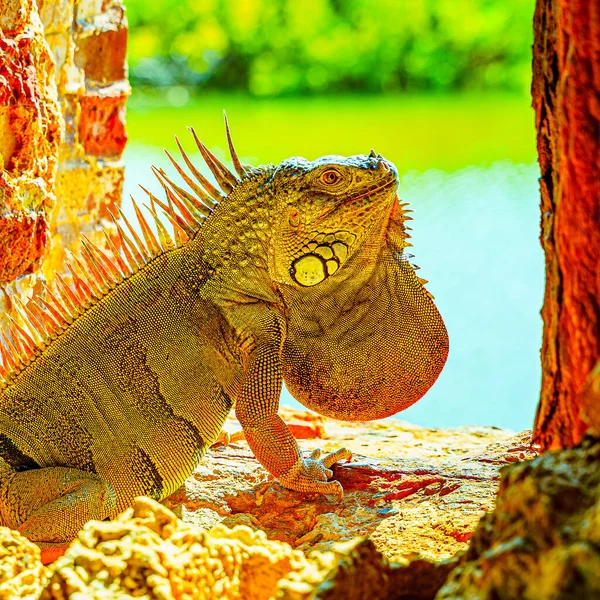 Iguana Verde También Conocida Como Iguana Americana Escapatoria Antiguo Fuerte — Foto de Stock