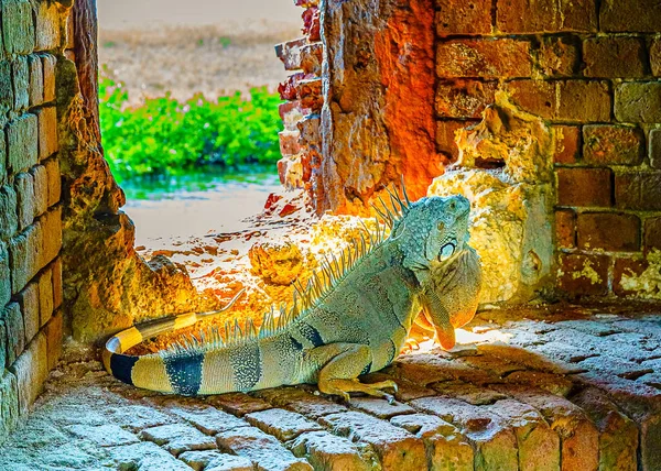 Zelený Leguán Známý Také Jako Americký Leguán Skulině Starobylé Pevnosti — Stock fotografie