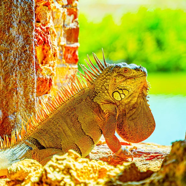 Iguana Verde También Conocida Como Iguana Americana Escapatoria Antiguo Fuerte — Foto de Stock
