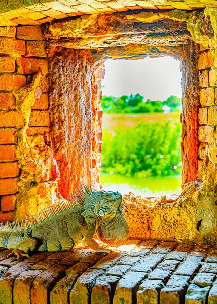 Iguana Verde Também Conhecida Como Iguana Americana Brecha Forte Antigo — Fotografia de Stock