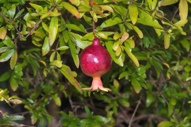 Dwarf Pomegranate fruit on tree resp.Punica granatum var.nana,Rhineland,Germany