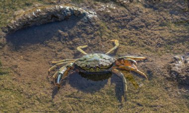 Beach Crab or Green Crab resp.Carcinus maenas while low Tide in Wattenmeer National Park, North Sea,North Frisia,Germany