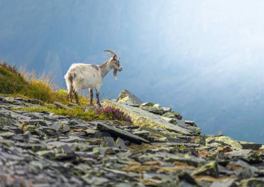 Taş ocağının yamacında vahşi bir dağ keçisi.