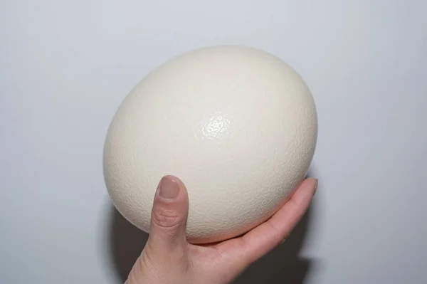 Devekuşu yumurtasını elinde tutan devekuşu yumurtası yaşayan tüm kuşların en büyüğüdür.. 